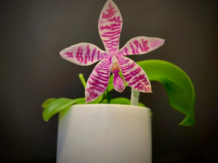 Phalaenopsis (lueddemanniana x violacea) x speciosa red
