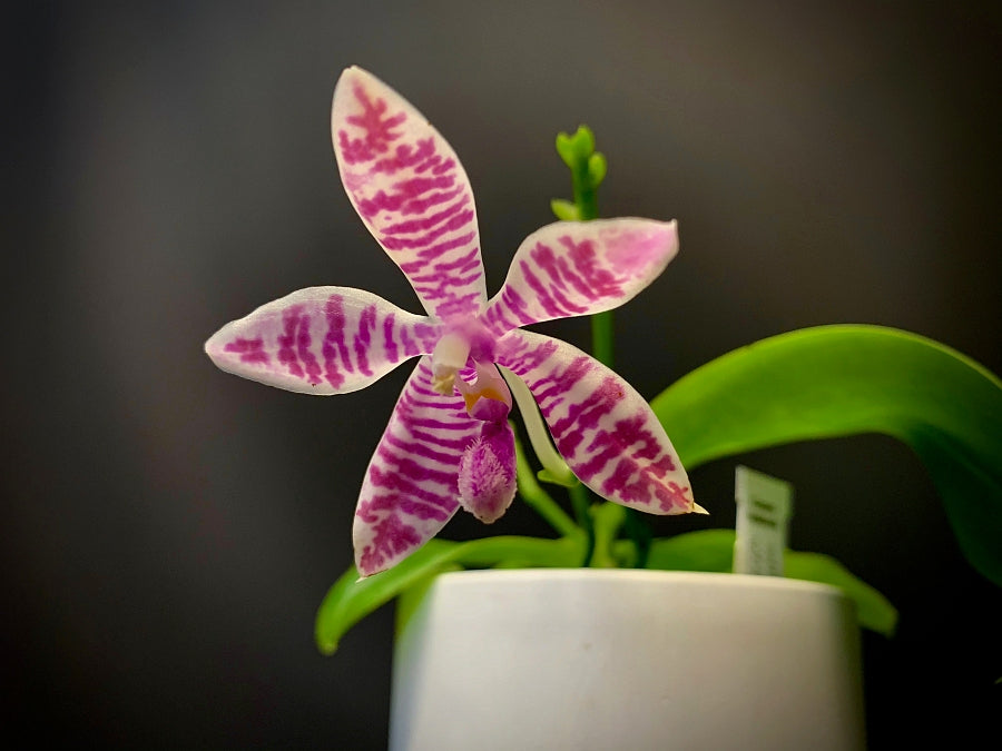 Phalaenopsis (lueddemanniana x violacea) x speciosa red