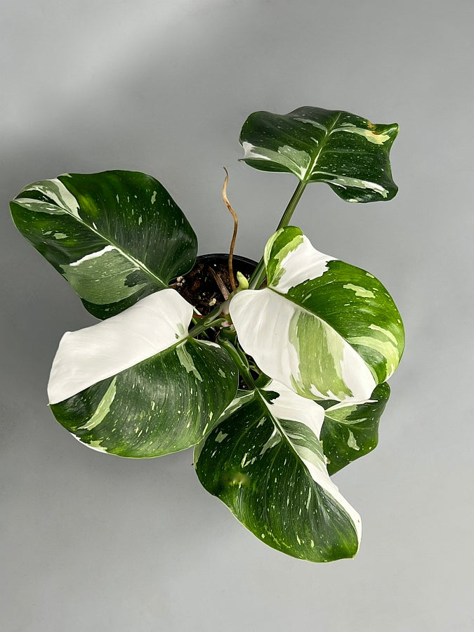 Philodendron White Wizard (Highly variegated) Big Plant