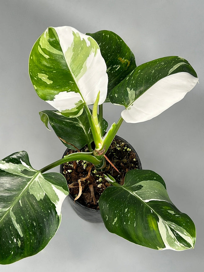 Philodendron White Wizard (Highly variegated) Big Plant