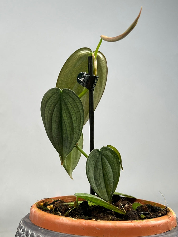 Philodendron Burle Marx Fantasy (Fresh Stem Cutting, One leaf with a root)