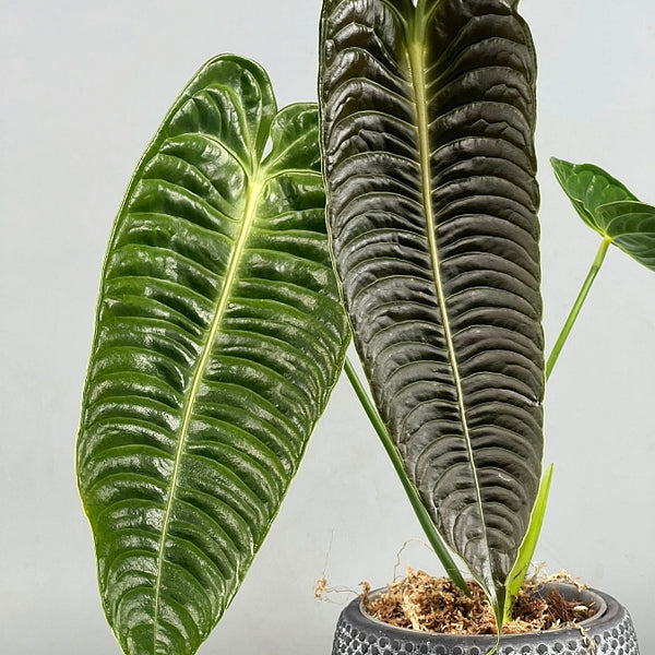 anthurium kwekerij westland Anthurium veitchii 2/3 leaves
