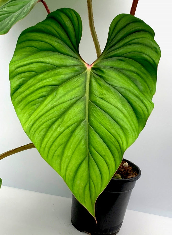 Philodendron plowmanii (Fresh Stem Cutting. One leaf on the stem with a root)
