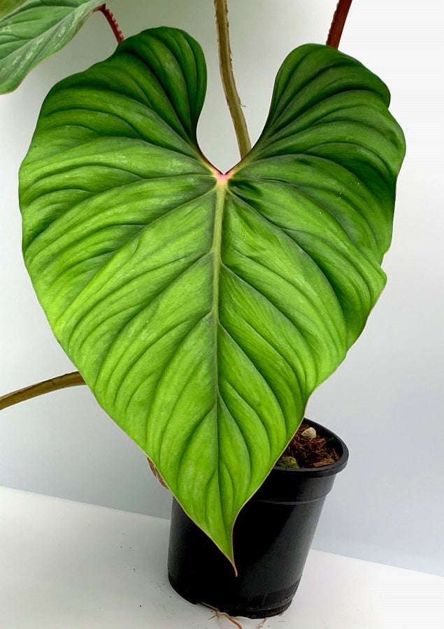 Philodendron plowmanii (Fresh Stem Cutting. One leaf on the stem with a root)