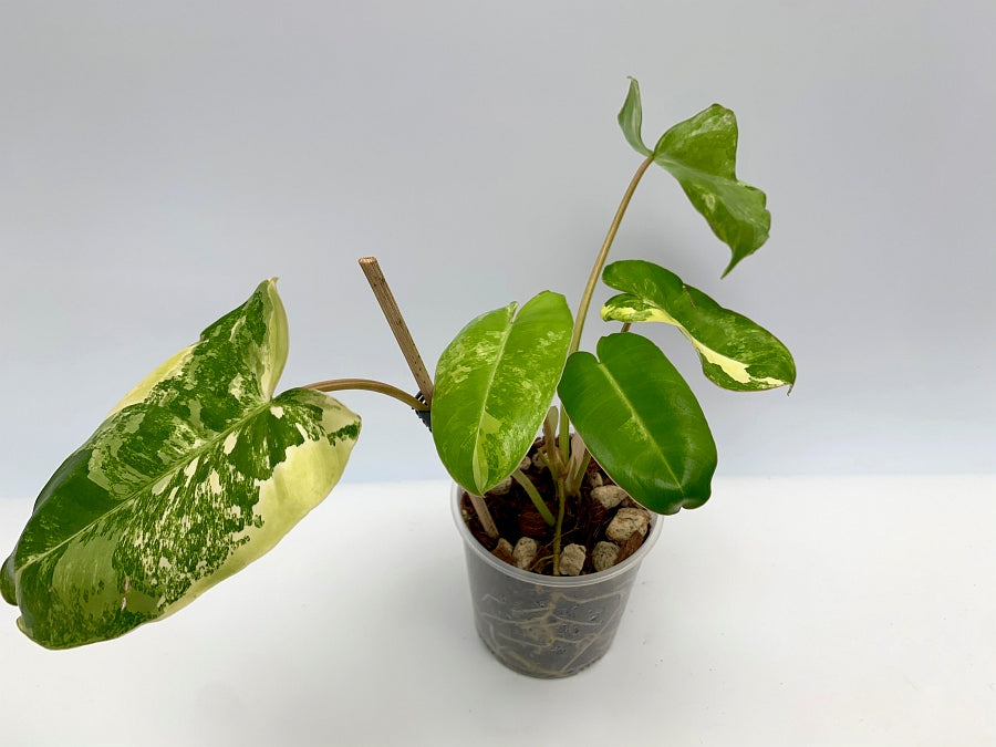 Philodendron Burle Marx Variegata (3 to 5 Leaves) (Small Plant)
