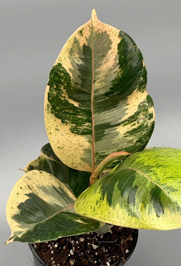 Ficus Moonshine Variegata "Shivereana" (Big Plant)