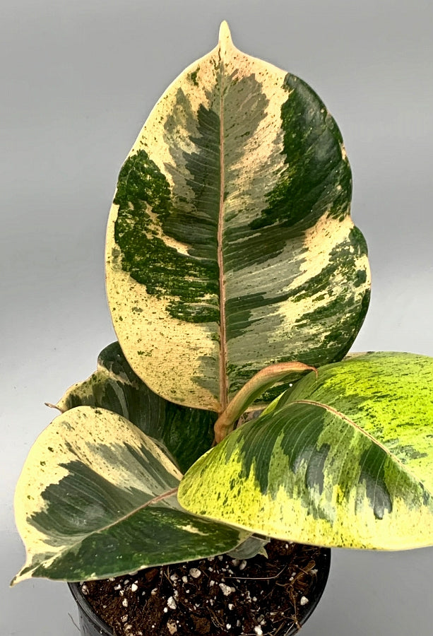 Ficus Moonshine Variegata "Shivereana"
