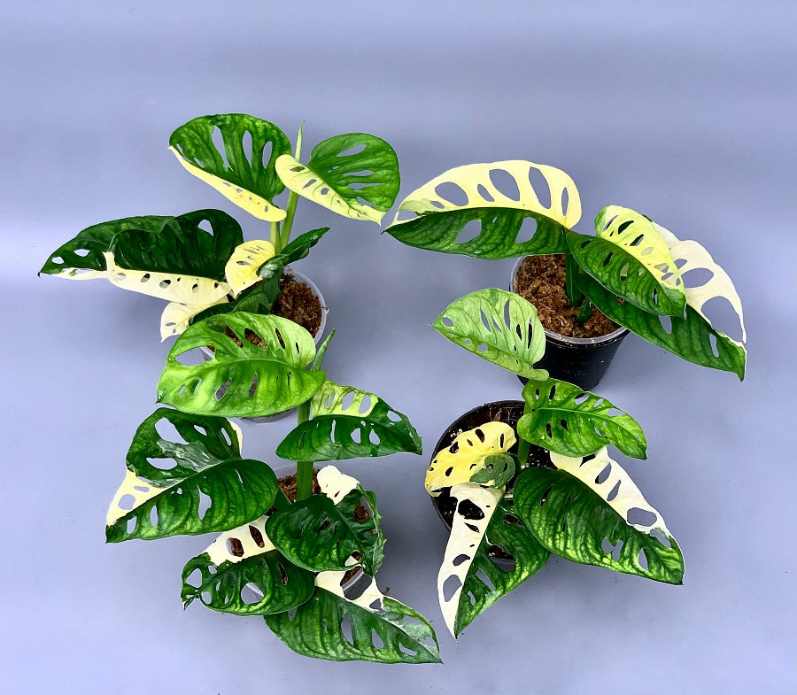 Monstera adansonii variegated Albo (3/4 Leaves)