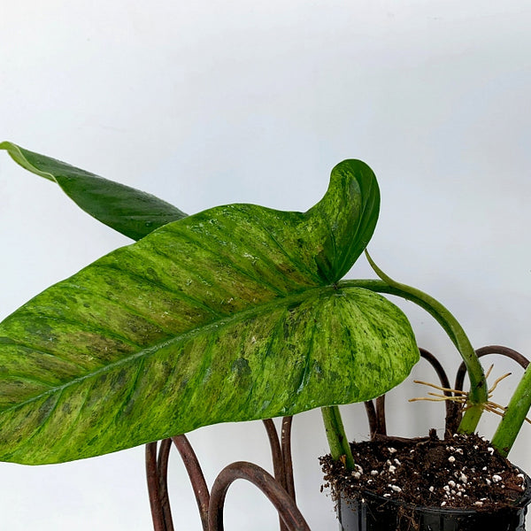 monstera philodendron subhastatum Philodendron subhastatum variegata ''BALLEROY VAR'' (Big Plant)