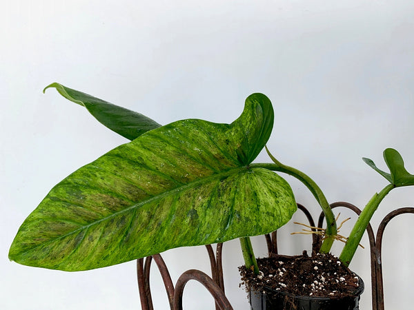variegated philodendron subhastatum Philodendron subhastatum variegata ''BALLEROY VAR'' (Big Plant)