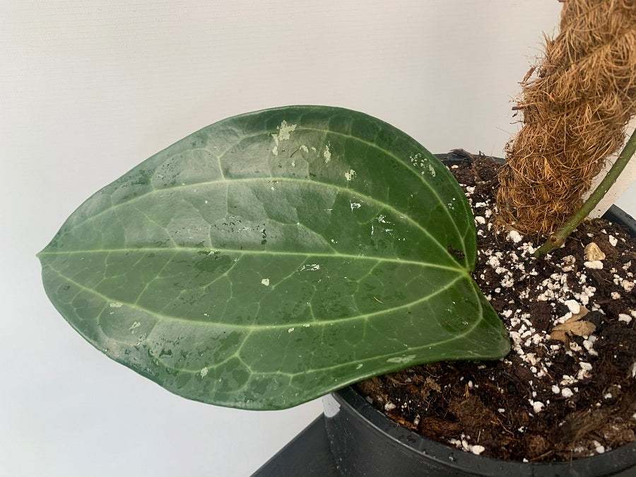 Hoya Latifolia ''Big Leaf''
