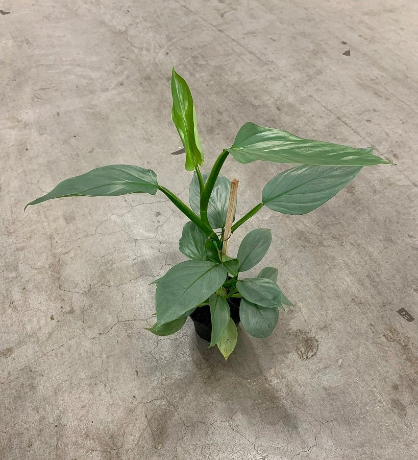 Philodendron ''Silver Queen''