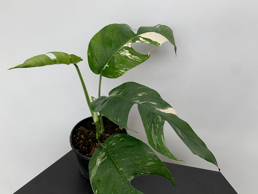 Epipremnum Pinnatum Variegata Albo (2 leaves Cutting)