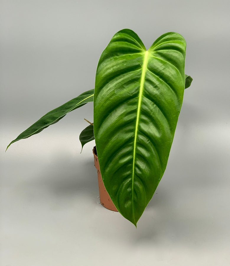 philodendron esmeraldense price Philodendron esmeraldense