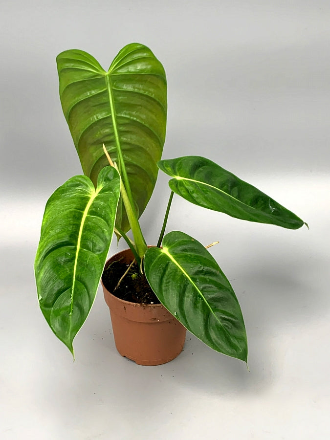 philodendron esmeraldense uk Philodendron esmeraldense