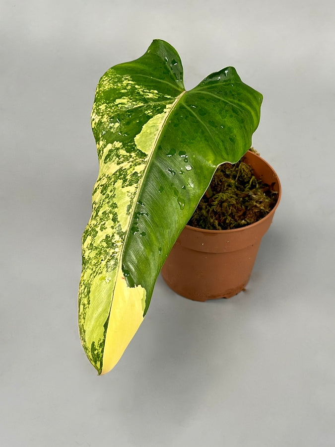 Philodendron domesticum Variegated (Fresh Stem Cutting, One leaf)