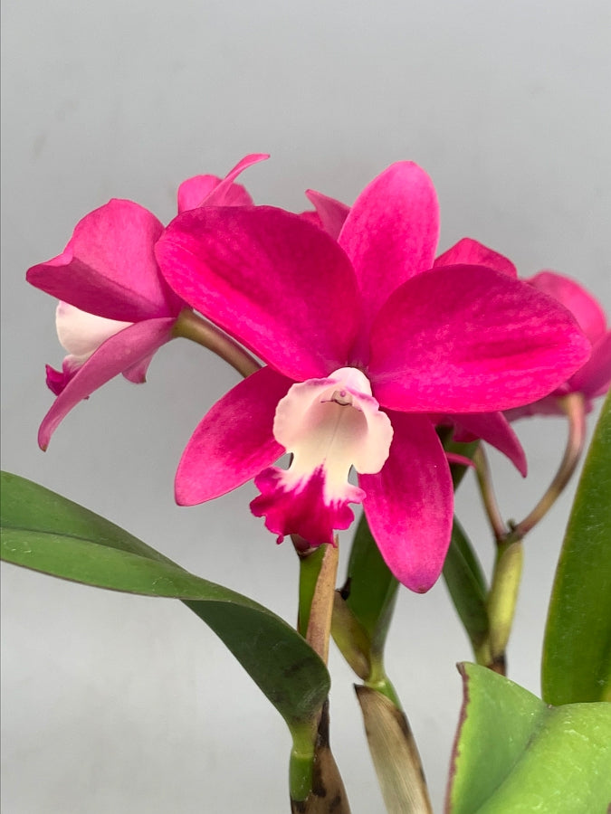 Slc. Pink Happiness x Cattlianthe Chief Berry 'Berry'