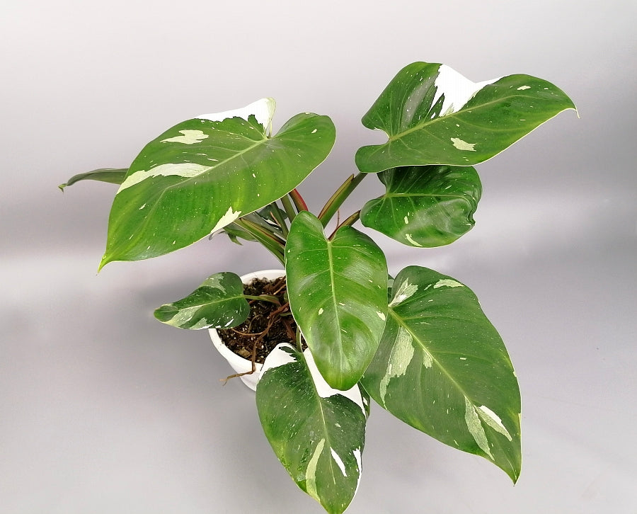 Philodendron white princess "Big Plant"(2 plant's in one pot)