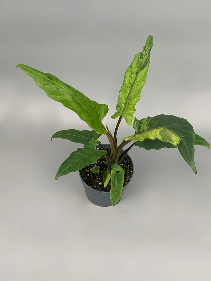 Alocasia lauterbachiana variegated