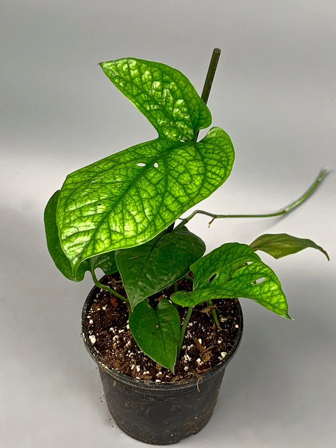 Rhaphidophora sp. "Spider'' (Fresh Stem Cutting. One leaf on the stem)