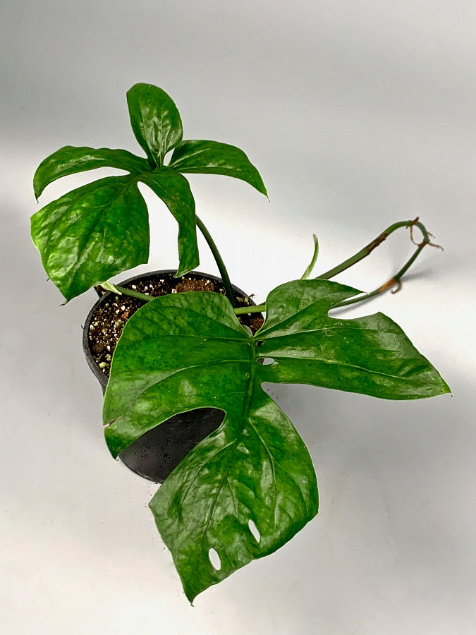 Rhaphidophora sp. "Spider'' (Fresh Stem Cutting. One leaf on the stem)
