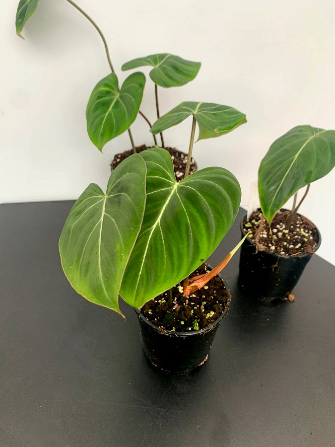 Philodendron gloriosum ''Compact Type"