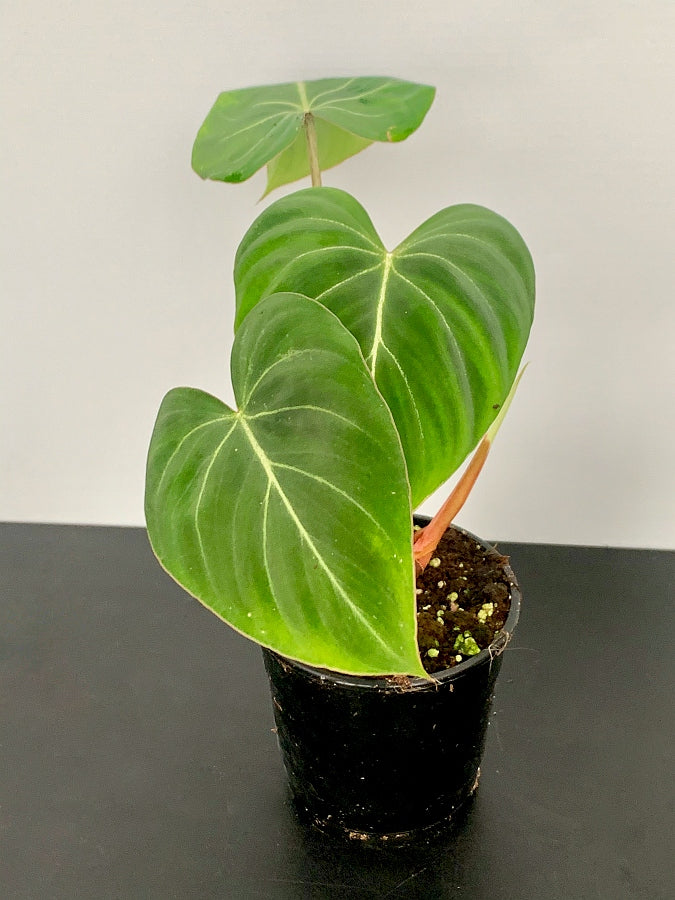Philodendron gloriosum ''Compact Type" (Leaf Cutting)