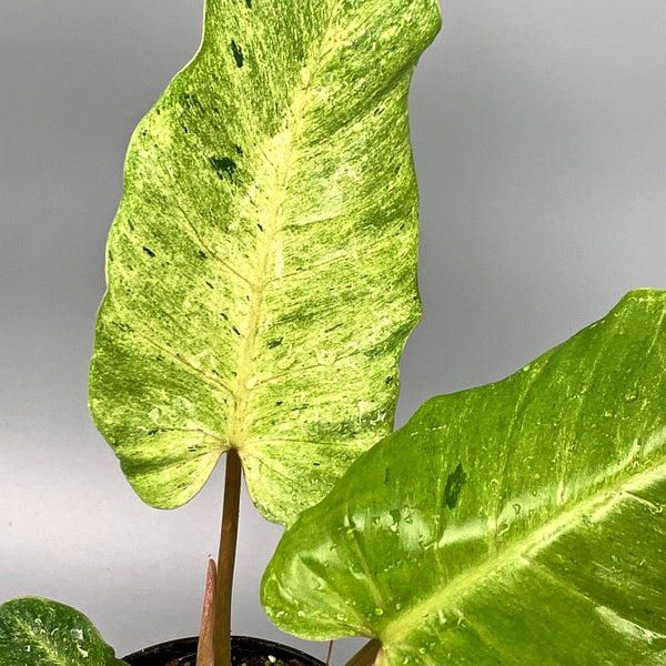 Philodendron Snowdrift 'Big'