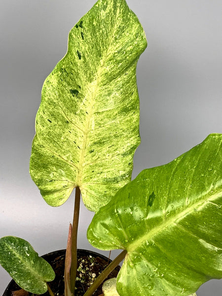 Philodendron Snowdrift 'Big'