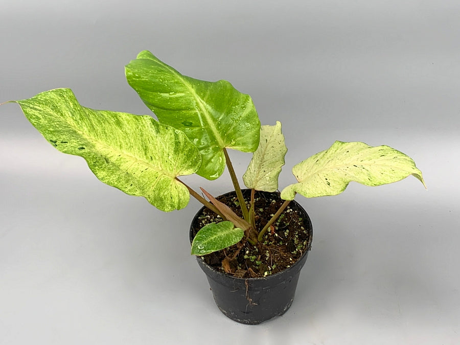 snowdrift philodendron mature Philodendron Snowdrift 'Big'