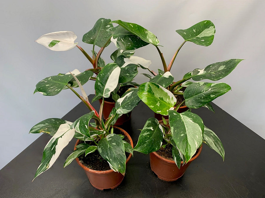 Philodendron White Princess ''Head Cutting"