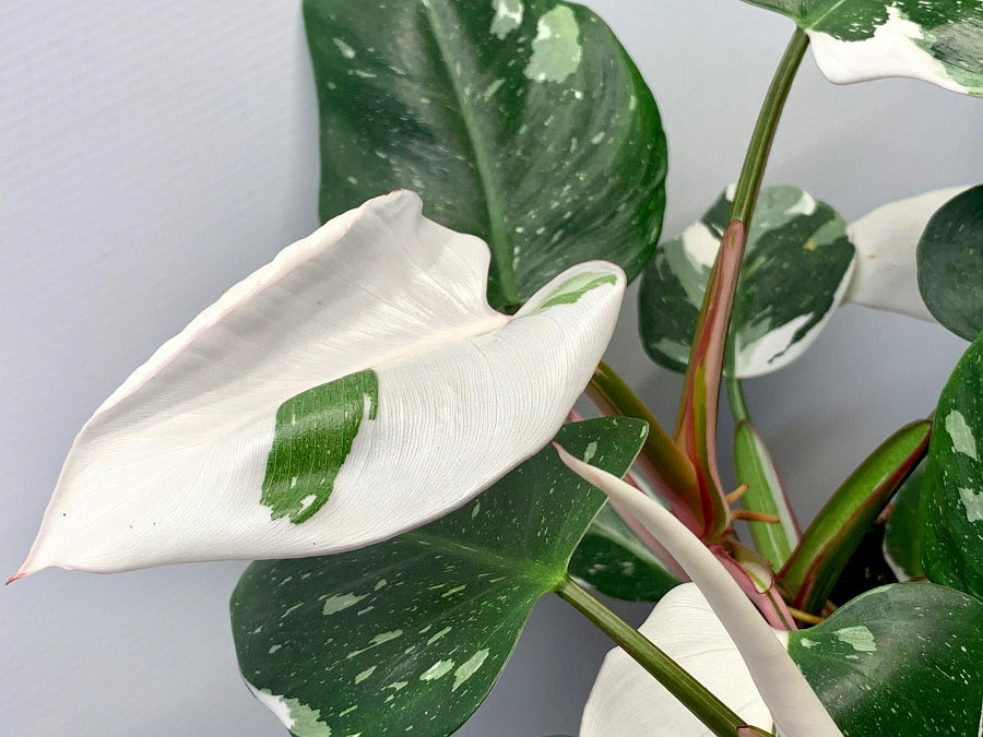 Philodendron white princess ''Almost Full Moon''