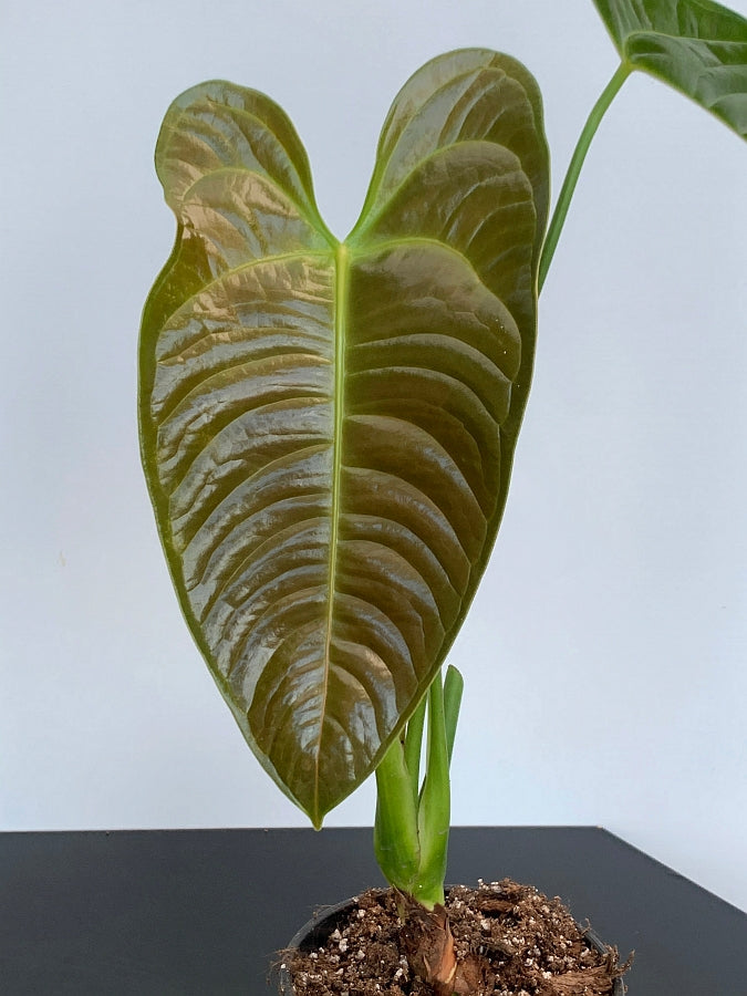 anthurium veitchii hybrid Anthurium veitchii hybride