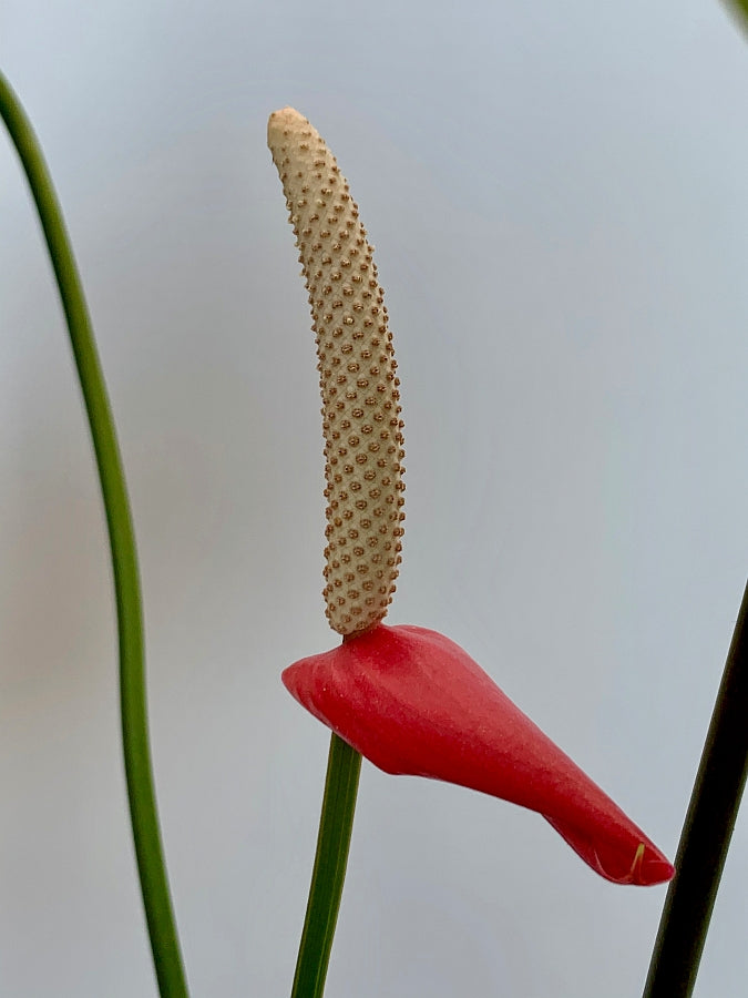 anthurium veitchii flower Anthurium veitchii hybride