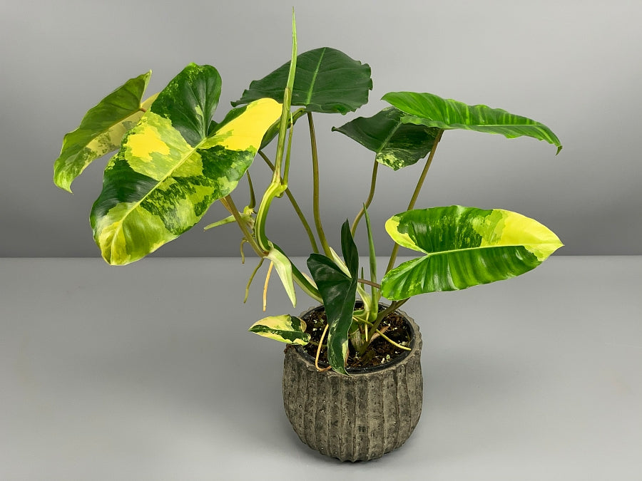 Philodendron Burle Marx Variegata (XXL Big Plant)