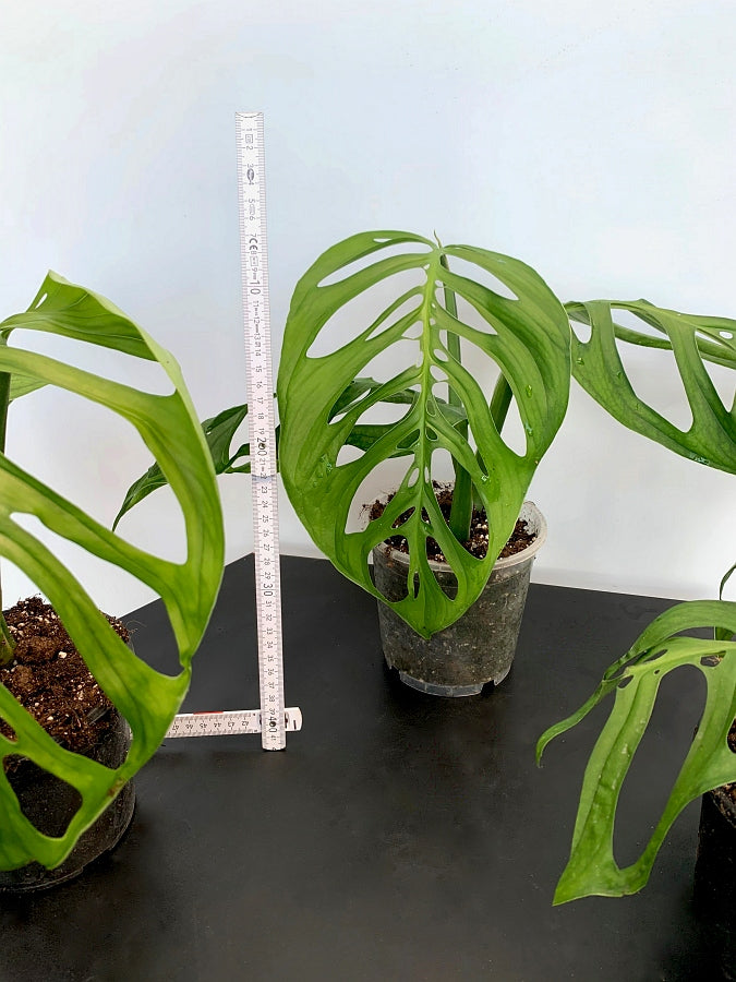 Monstera epipremnoides ''Esqueleto'' 2-3 leaves cutting