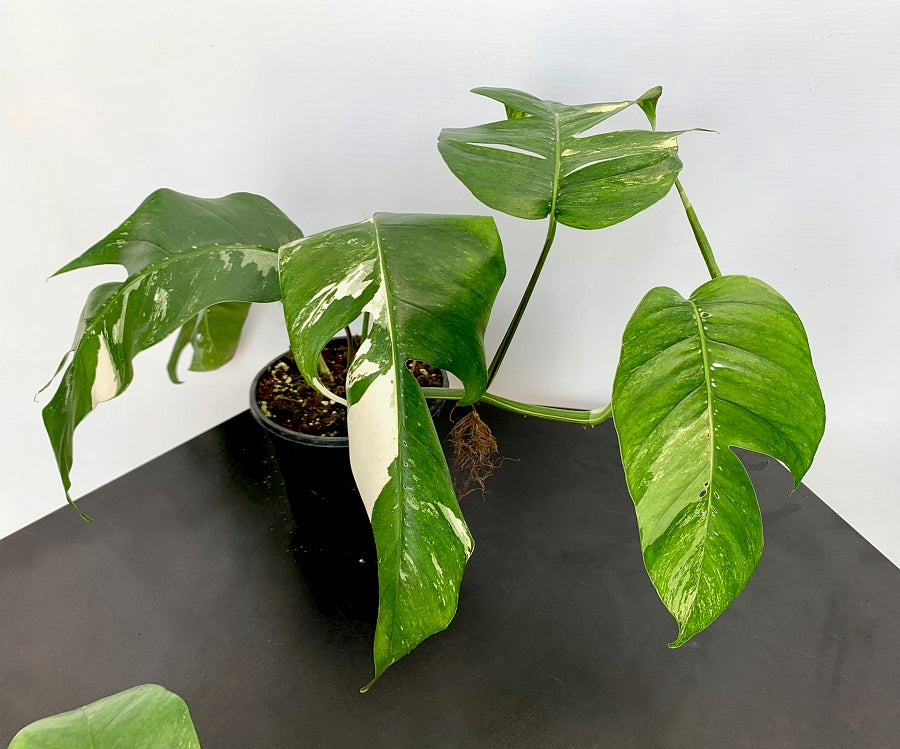 Epipremnum Pinnatum Variegata Albo (2 leaves Cutting)