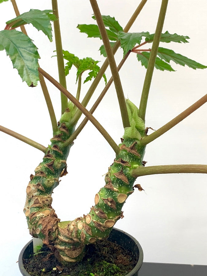 Begonia highlander (1 Stem, Small Plant)