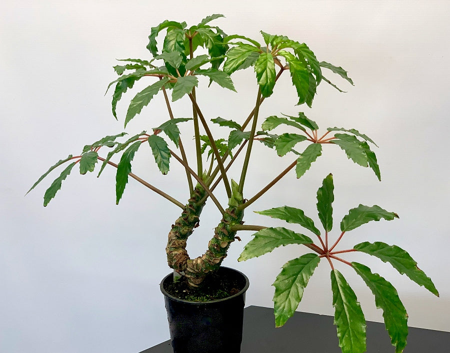 Begonia highlander (1 Stem, Small Plant)