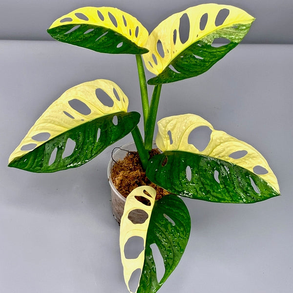 Monstera adansonii variegated Albo 