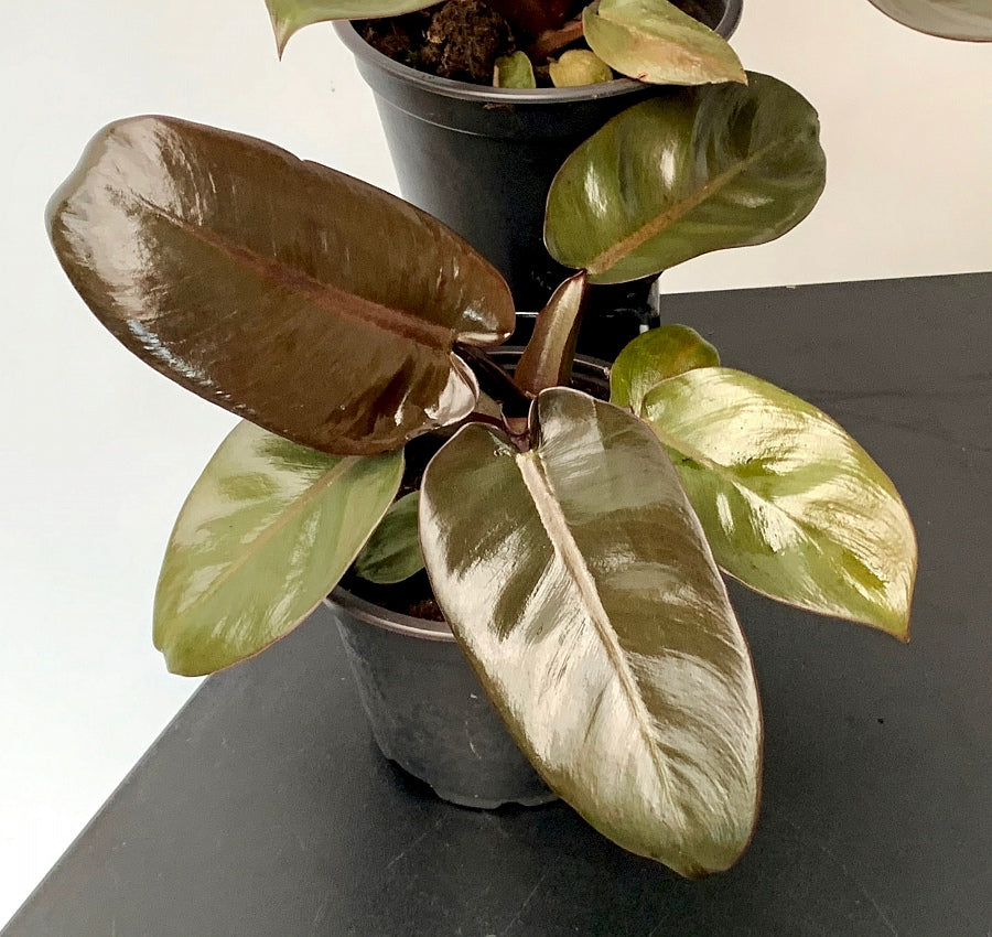 Philodendron "Black Cardinal" GREEN/Variegated