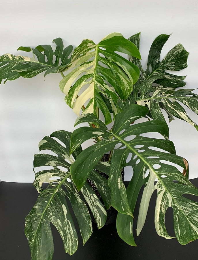 monstera deliciosa form 6 Monstera deliciosa Variegata albo (5-6 leaves)