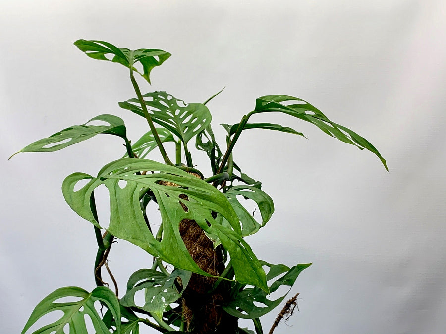 Monstera acuminata (Guatemala) ''Big Plant on 80 cm mosstok''