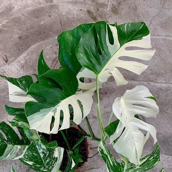 monstera plant green and white Monstera deliciosa Variegata albo (limited selection Half Green, Half