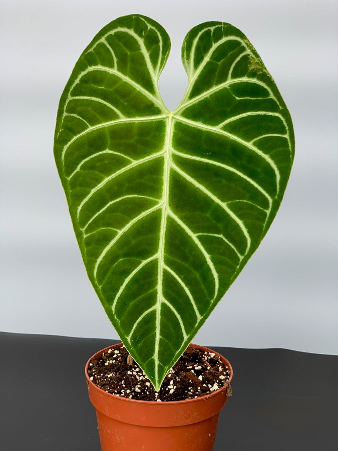 Anthurium Regale (Small Plant)
