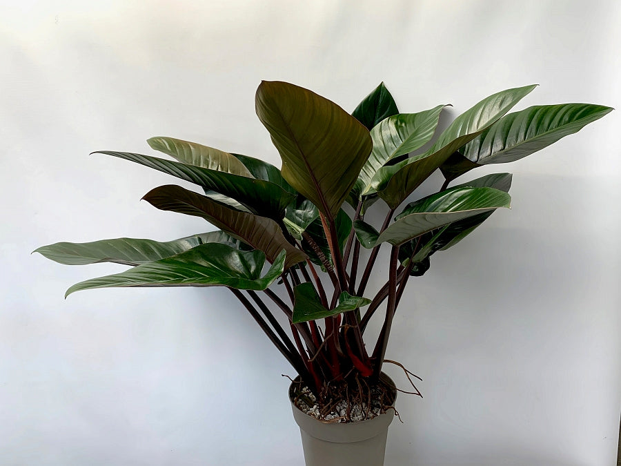 Philodendron Red Beauty ''Big Plant''