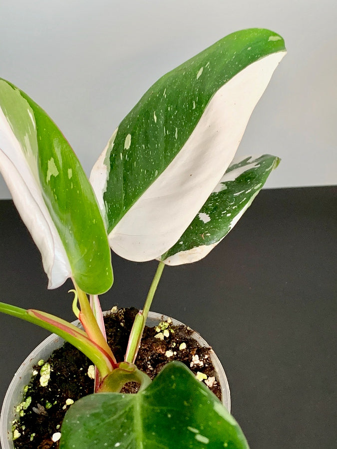 Philodendron White Princess ''Half Moon'' (4-5 leaves)