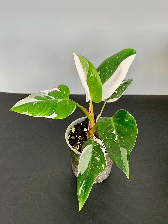 Philodendron White Princess ''Half Moon'' (4-5 leaves)
