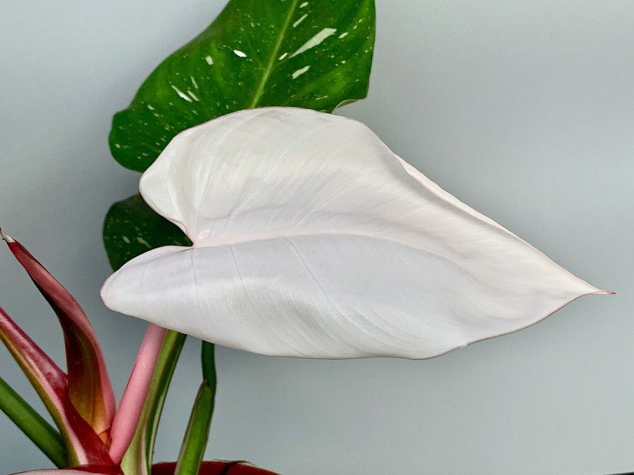 Philodendron White Princess ''Full Moon''