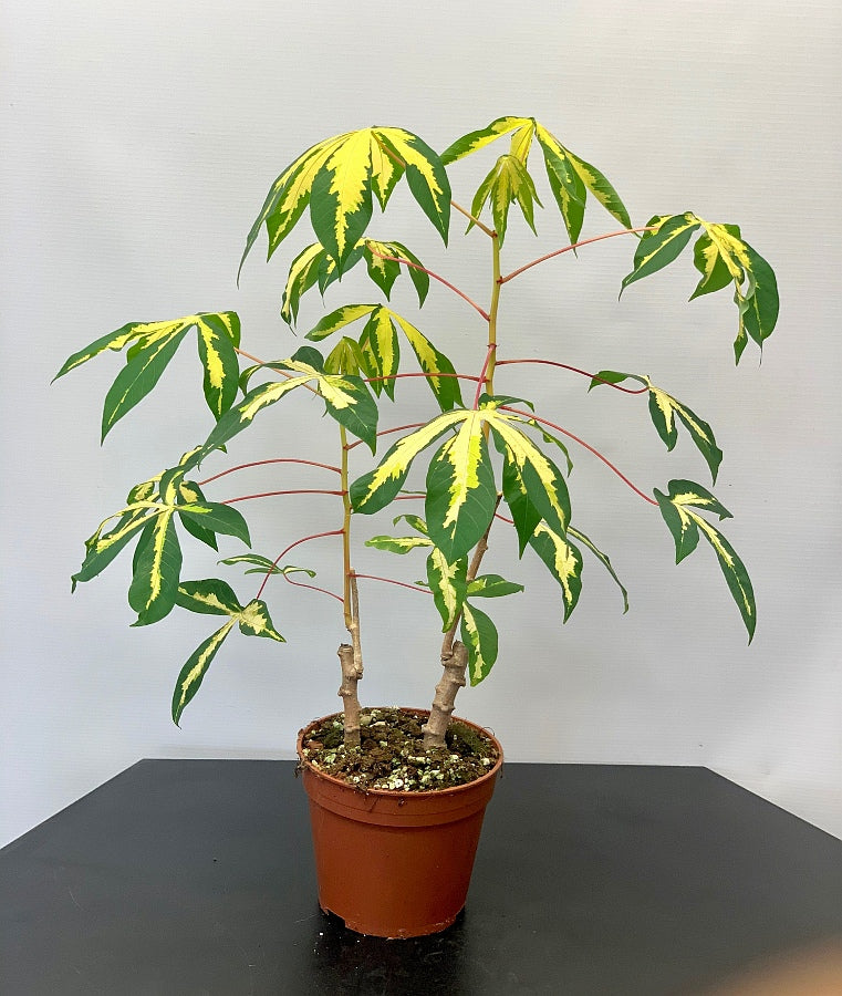 Manihot esculenta (Small Plant)